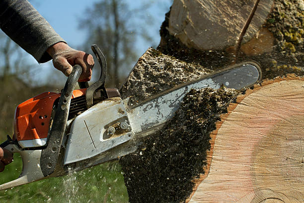 Best Tree Branch Trimming  in North Lewisburg, OH